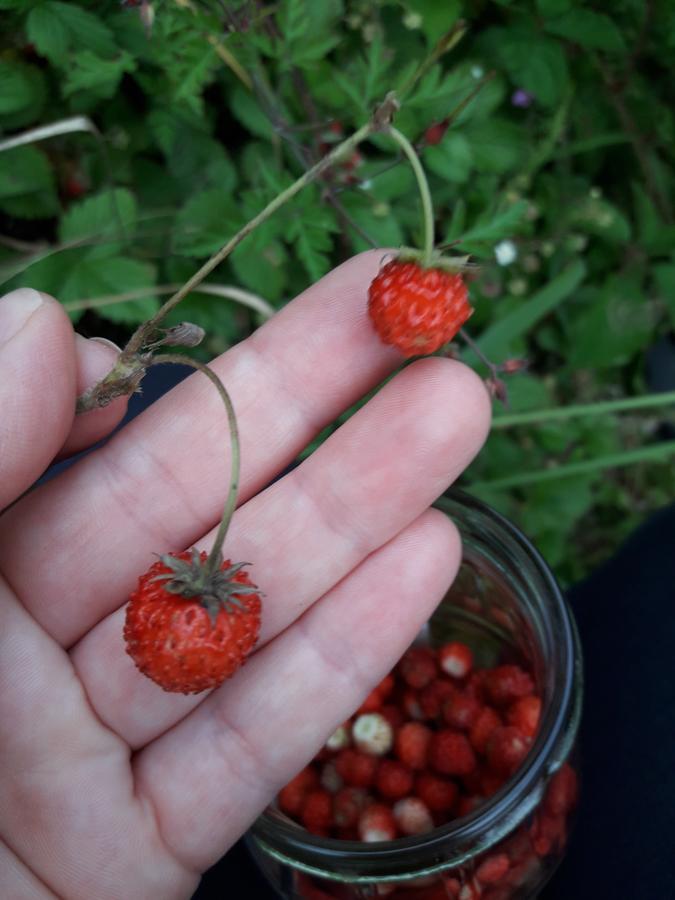 Sadyba Cherry Pilipets 외부 사진